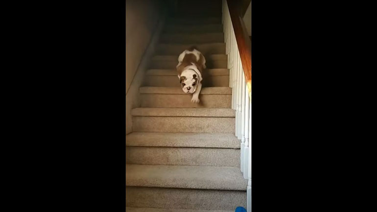 Όποιος βιάζεται… κατεβαίνει τις σκάλες κουτρουβαλώντας